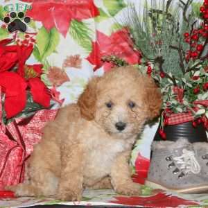 Dasher, Miniature Poodle Mix Puppy