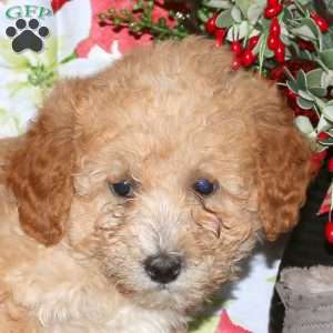 Dasher, Miniature Poodle Mix Puppy