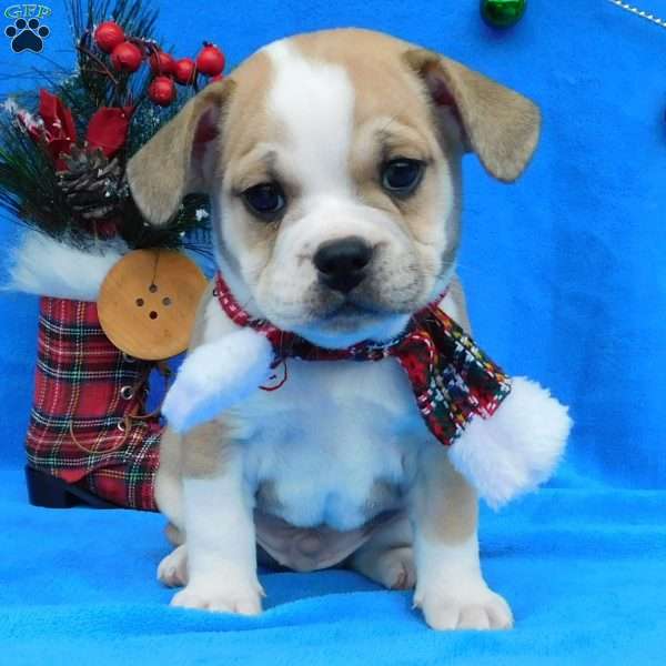 Dasher, Miniature Bulldog Puppy