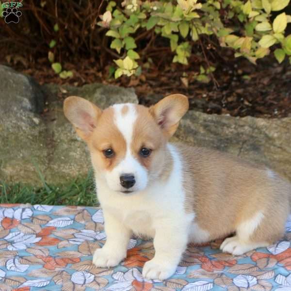 Davey, Pembroke Welsh Corgi Puppy