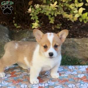 Davey, Pembroke Welsh Corgi Puppy