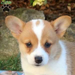 Davey, Pembroke Welsh Corgi Puppy