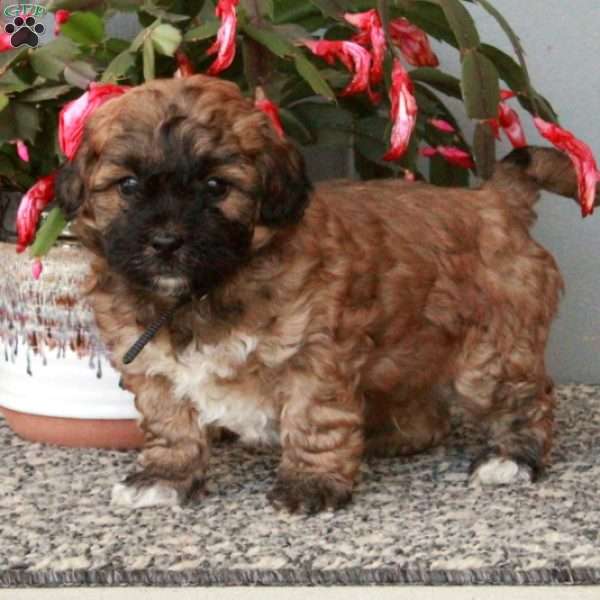 Dax, Shih-Poo Puppy