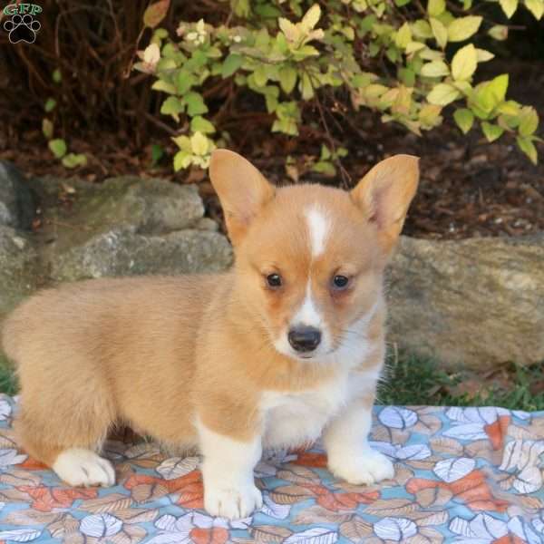 Dax, Pembroke Welsh Corgi Puppy