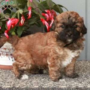 Dax, Shih-Poo Puppy