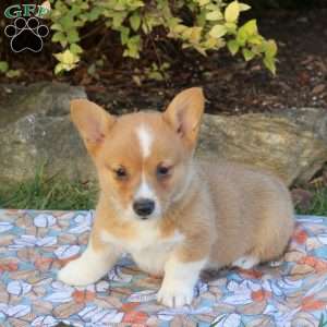 Dax, Pembroke Welsh Corgi Puppy