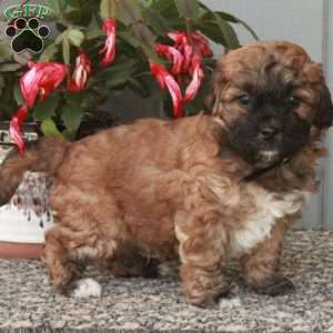 Dax, Shih-Poo Puppy