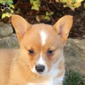 Dax, Pembroke Welsh Corgi Puppy