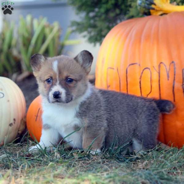 Debbie, Pembroke Welsh Corgi Puppy