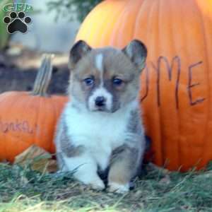 Debbie, Pembroke Welsh Corgi Puppy