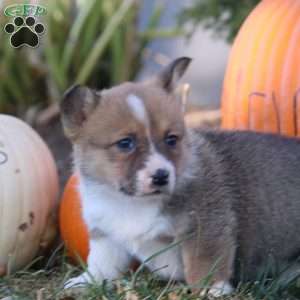 Debbie, Pembroke Welsh Corgi Puppy