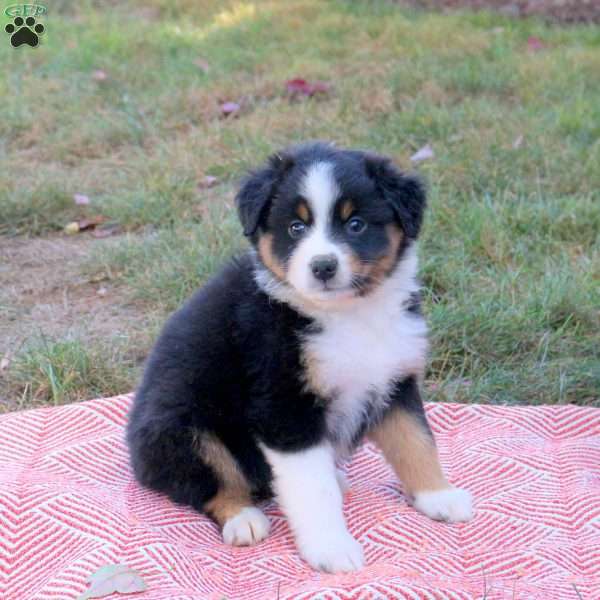 Debie, Australian Shepherd Puppy