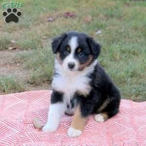 Debie, Australian Shepherd Puppy