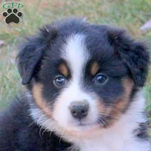 Debie, Australian Shepherd Puppy