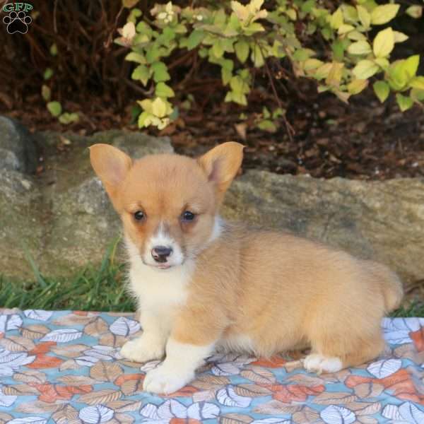 Della, Pembroke Welsh Corgi Puppy