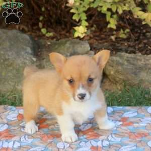 Della, Pembroke Welsh Corgi Puppy