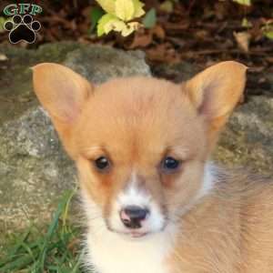 Della, Pembroke Welsh Corgi Puppy