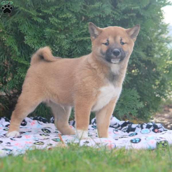 Demi, Shiba Inu Puppy