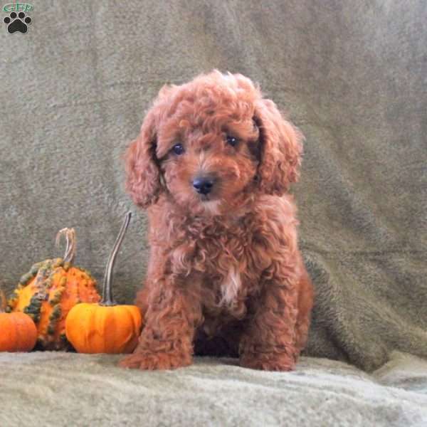 Dennis, Cavapoo Puppy