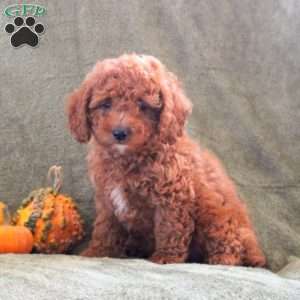 Dennis, Cavapoo Puppy