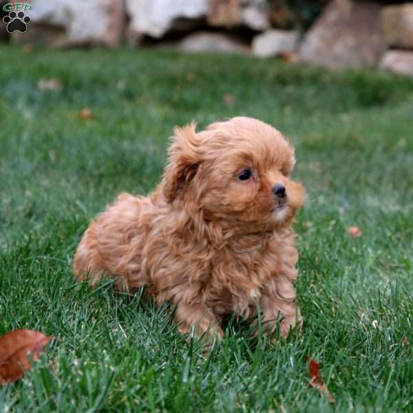 Derek, Shih-Poo Puppy