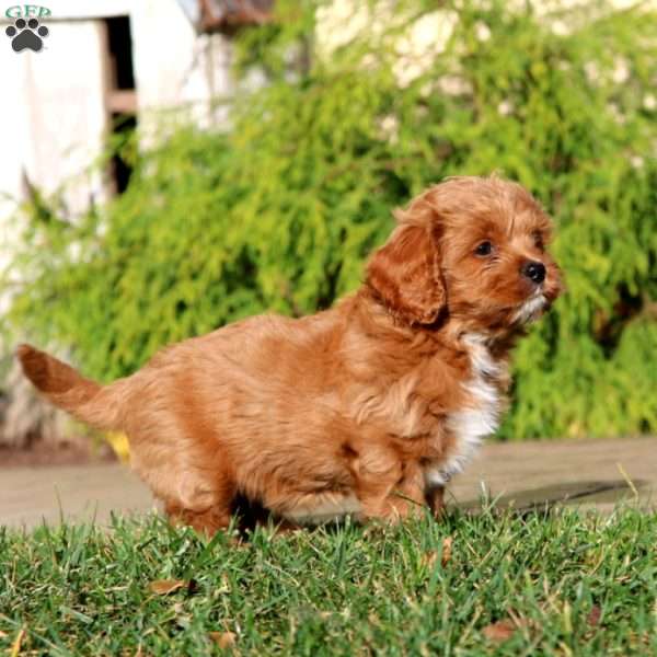 Destiny, Cavapoo Puppy