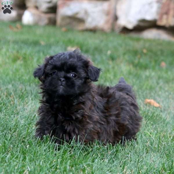 Destiny, Shih-Poo Puppy