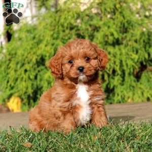 Destiny, Cavapoo Puppy