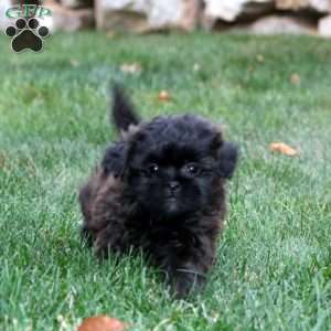 Destiny, Shih-Poo Puppy