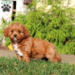 Destiny, Cavapoo Puppy