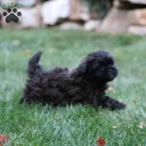 Destiny, Shih-Poo Puppy