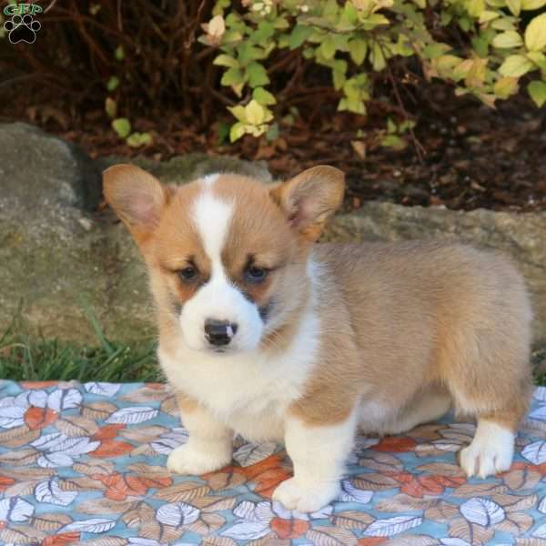 Dewie, Pembroke Welsh Corgi Puppy