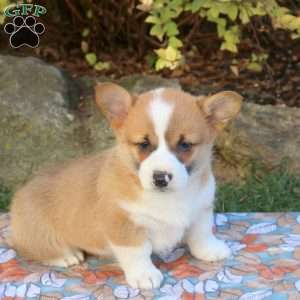 Dewie, Pembroke Welsh Corgi Puppy