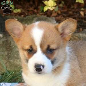 Dewie, Pembroke Welsh Corgi Puppy