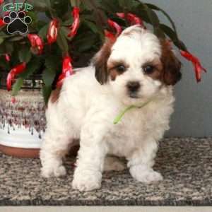 Dexter, Shih-Poo Puppy