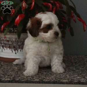 Dexter, Shih-Poo Puppy