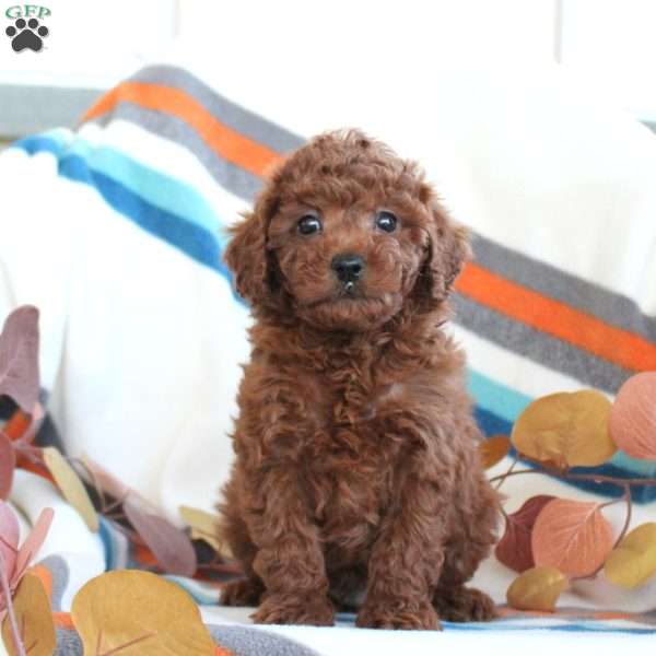 Dexter, Toy Poodle Puppy