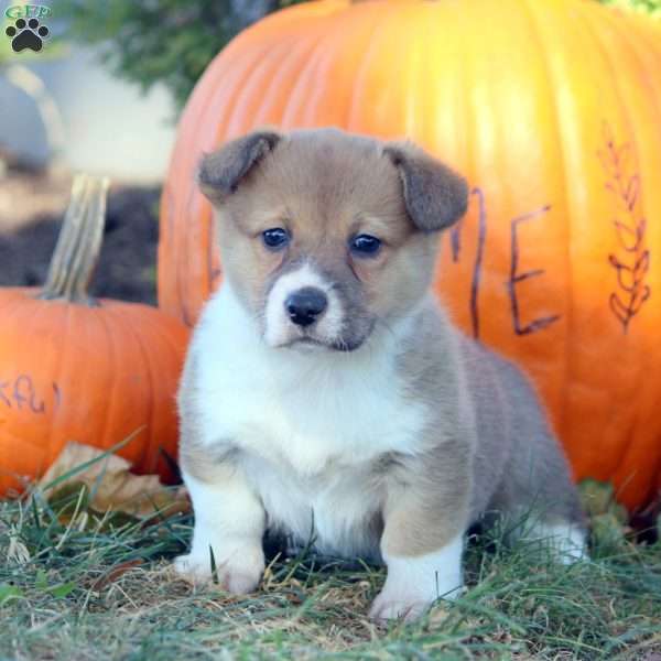 Dez, Pembroke Welsh Corgi Puppy