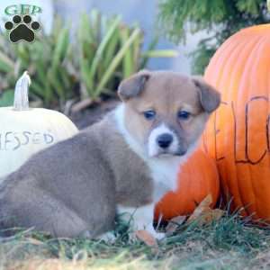 Dez, Pembroke Welsh Corgi Puppy