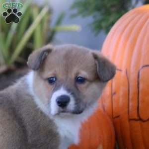 Dez, Pembroke Welsh Corgi Puppy