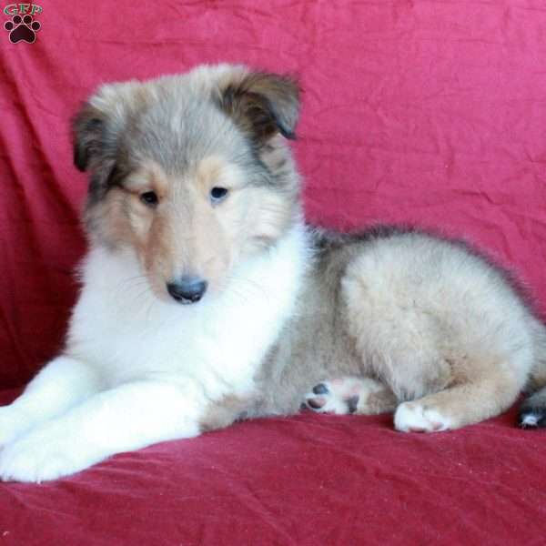 Diamond, Collie Puppy