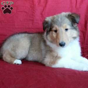 Diamond, Collie Puppy