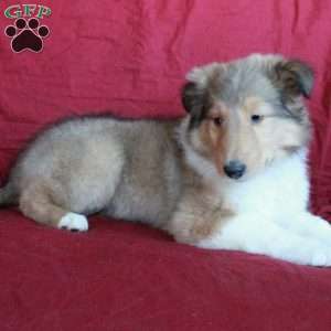 Diamond, Collie Puppy