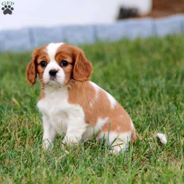 Diana, Cavalier King Charles Spaniel Puppy