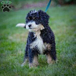 Diesel, Mini Bernedoodle Puppy