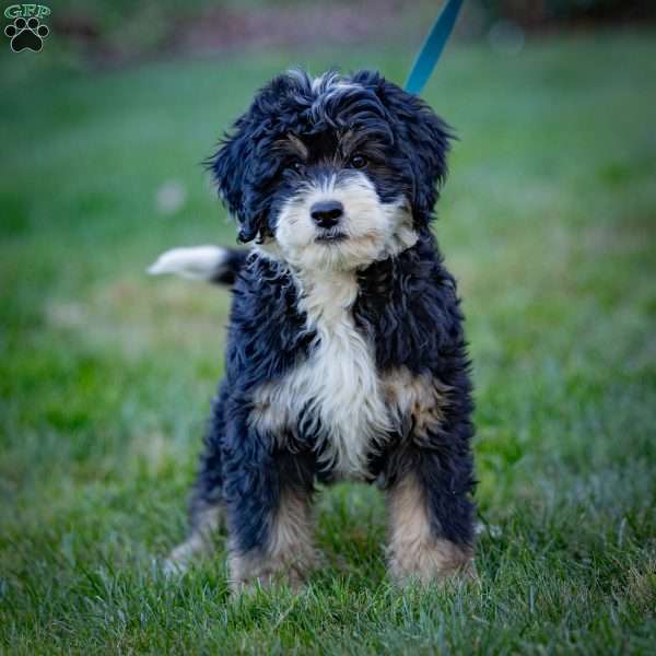 Diesel, Mini Bernedoodle Puppy