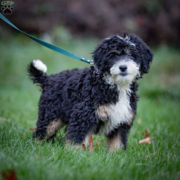 Diesel, Mini Bernedoodle Puppy