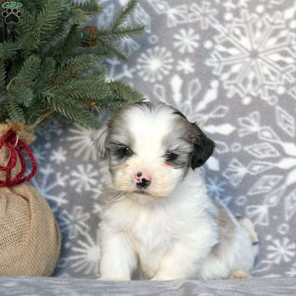 Diesel, Shih-Poo Puppy