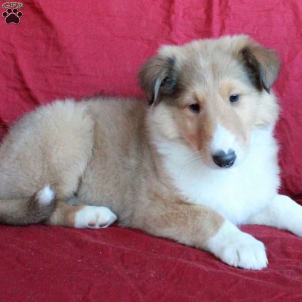 Diesel, Collie Puppy