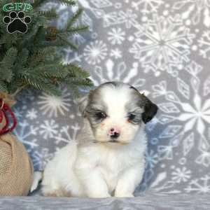 Diesel, Shih-Poo Puppy